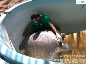 Tartaruga verde encontrada em Maragogi no domingo não resiste e morre