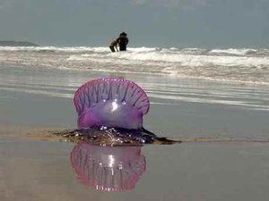 Crianças e adolescentes são queimados por caravelas na praia do Francês