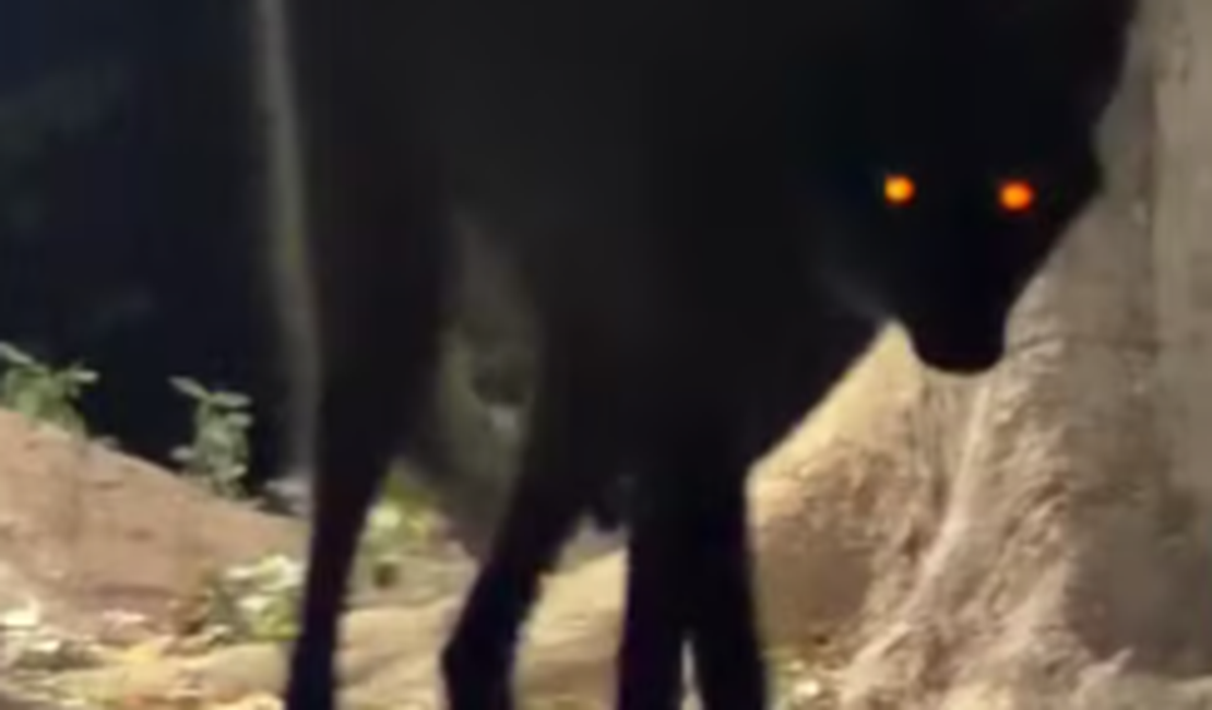 Lobo-guará ou lobisomem? Hóspede sai do quarto e se depara com fêmea no Pantanal