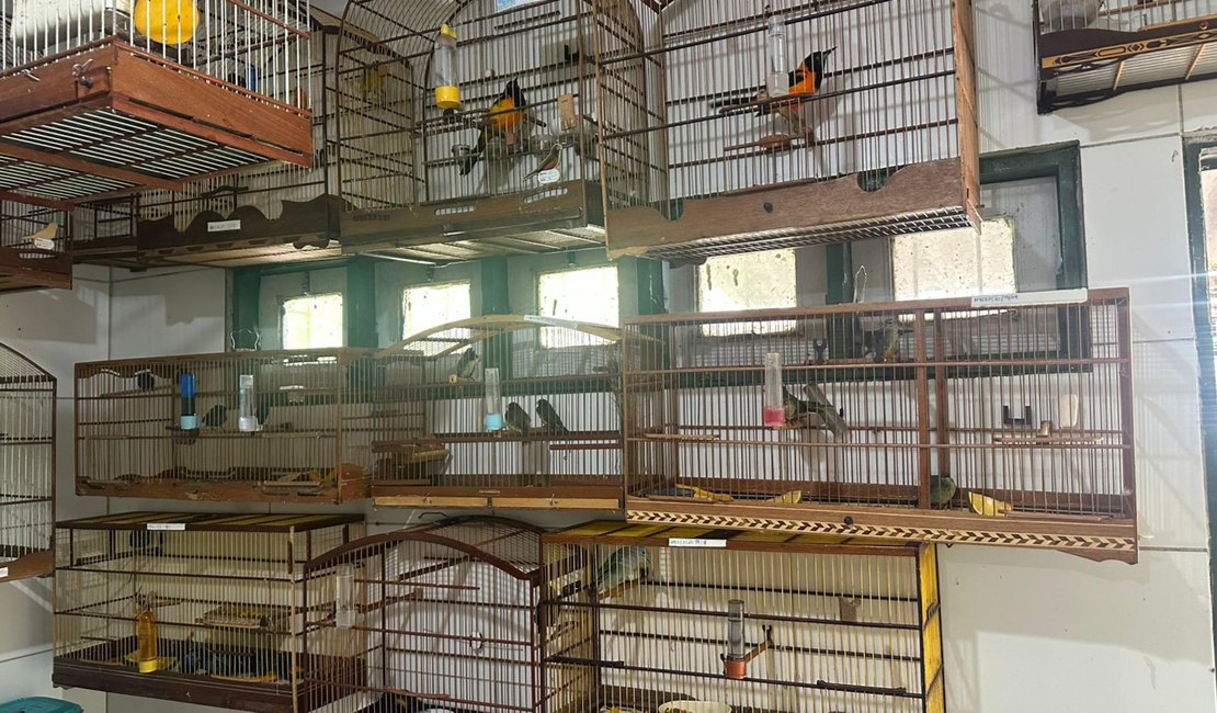 Cetas recebe aves em situação de maus-tratos após apreensão em aeroporto de Maceió