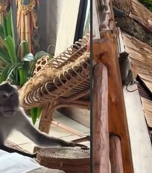 Macaco invade quarto de hotel e rouba bolsa de turista brasileira na Indonésia