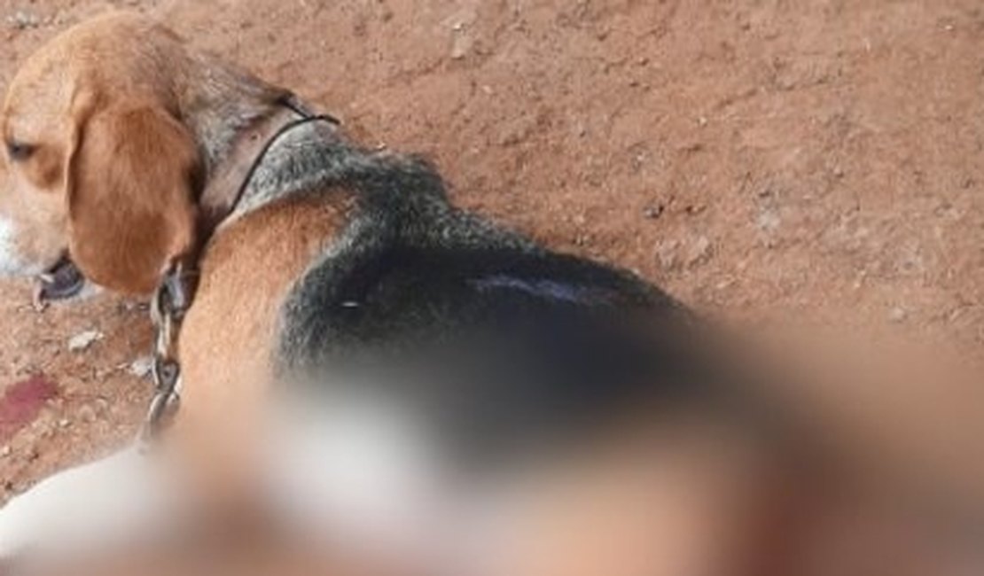 Cadela é morta a facadas após invadir quintal de vizinho
