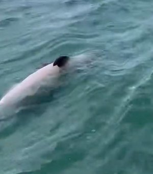 Golfinho é encontrado morto na Praia de Burgalhau, em Maragogi