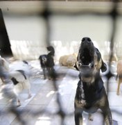 Senado aprova projeto que proíbe sacrifício de cães, gatos e aves por órgãos de controle de zoonoses
