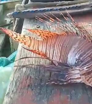 Peixe-leão: espécie invasora é encontrada por pescadores em Passo de Camaragibe