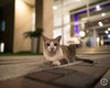 [Vídeo] Alimentar gatos em condomínios pode gerar punição? Decisão da Justiça reacende debate