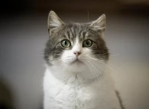 IA pode ajudar a traduzir sons e expressões faciais de gatos. Entenda