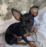 Família procura cachorro desaparecido em Arapiraca após possível fuga