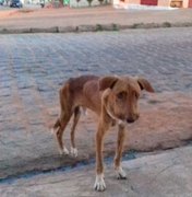 Comissão da OAB Arapiraca vai ajudar na proteção aos animais de rua
