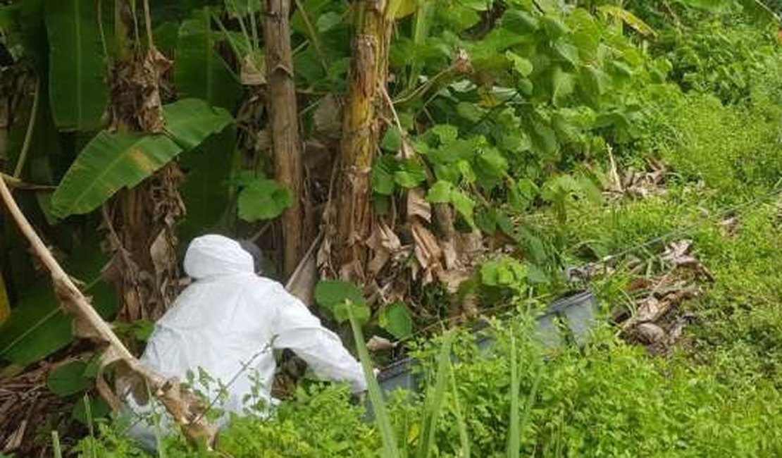 Corpos Carbonizados Sao Encontrados Em Area De Mata Em Maceio 7segundos Maceio