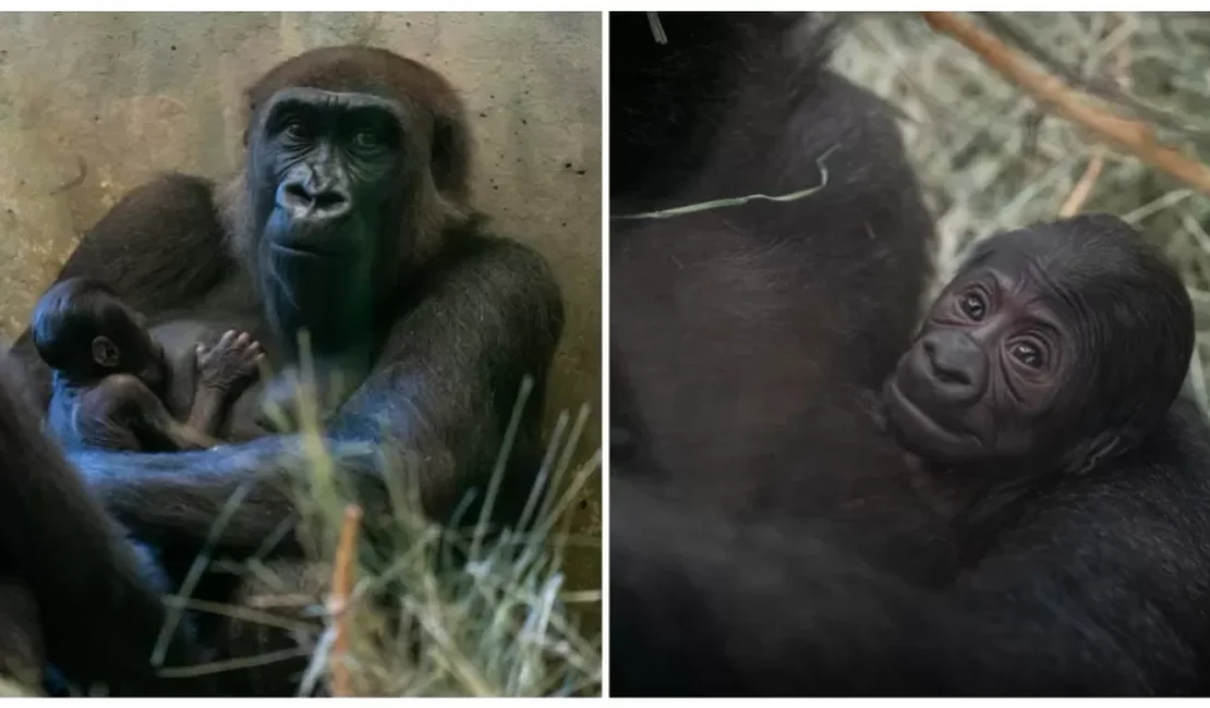 Gorila que todos pensavam ser macho dá à luz filhote em zoológico nos EUA
