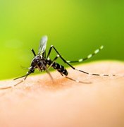 Bebedouro, Pajuçara e Centro são os bairros em Maceió com maior incidência de casos de dengue