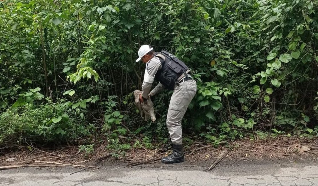 Bicho-preguiça é resgatado ao atravessar trecho da rodovia AL-215, no Pilar