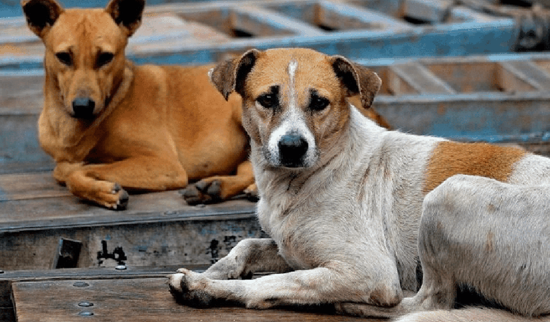 Castra Móvel e Programa Pet Amigo atenderá bairros Palmeira de Fora e Canafístula