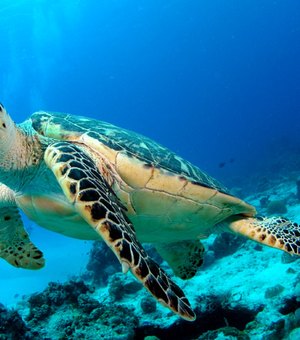 Penedo sedia evento de pesquisa e conservação de tartarugas marinhas