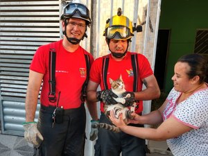[Vídeo] Bombeiros resgatam gato preso entre paredes em União dos Palmares