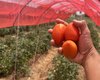 Projeto inovador  aumenta a produção de tomates em 14 toneladas no Sertão e Agreste