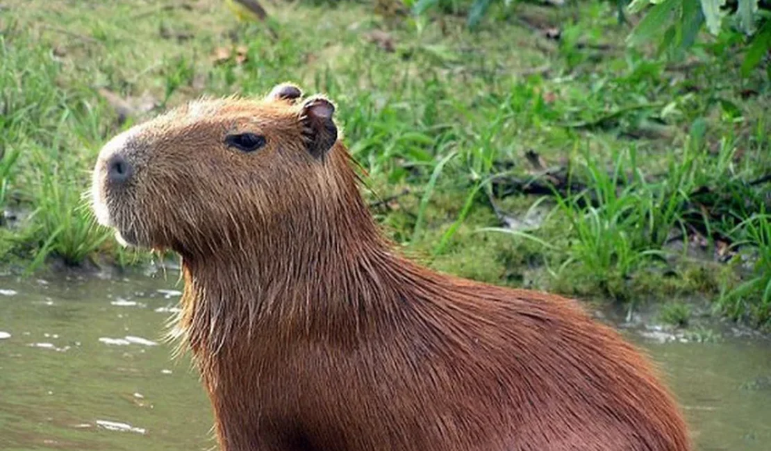 Por que uma capivara foi avistada em bairro movimentado de Maceió e acabou morrendo