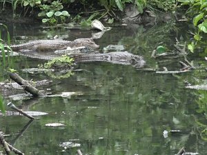 [Vídeo] Atração turística, jacarés da ladeira do Claudionor não representam perigo para a população