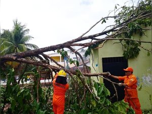 Árvore tomba em residência no município de Maragogi