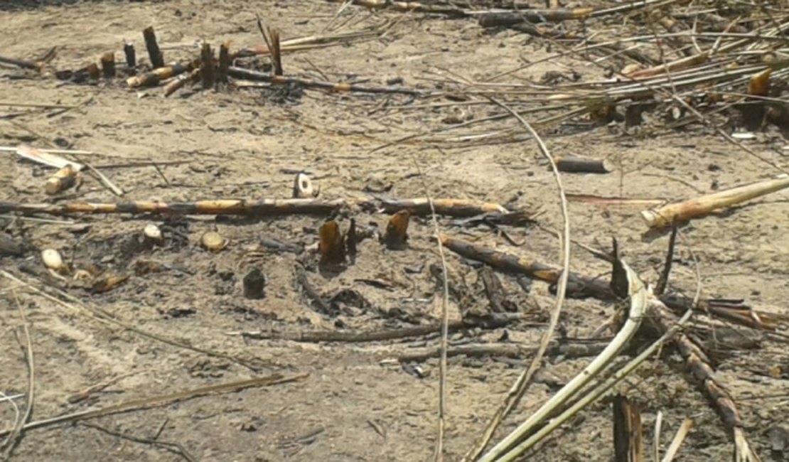 Corpo é encontrado carbonizado em canavial de Campo Alegre