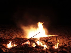 Árvores nativas não podem ser cortadas para fazer fogueiras juninas