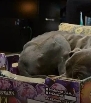 Pit bull resgatado se recusa a deixar a caixa em que dormia na rua