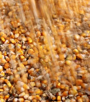 Alagoas deve ter safra de grãos de quase 15 mil toneladas