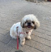 Advogada procura por cachorra desaparecida em Maragogi