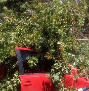 [Vídeo] Galho de árvore cai em cima de veículo em via pública de Arapiraca