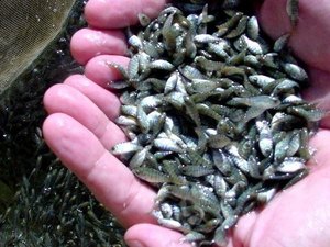 Governo do Estado distribui mais de 110 mil alevinos em 12 municípios alagoanos