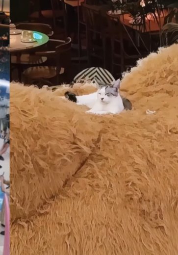 [Vídeo] Gatinho escala urso gigante em shopping na China e tira soneca no topo