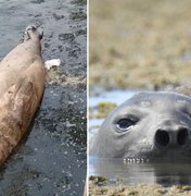 Elefante-marinho chega a Praia de Ponta Verde e biólogos reforçam importância do afastamento