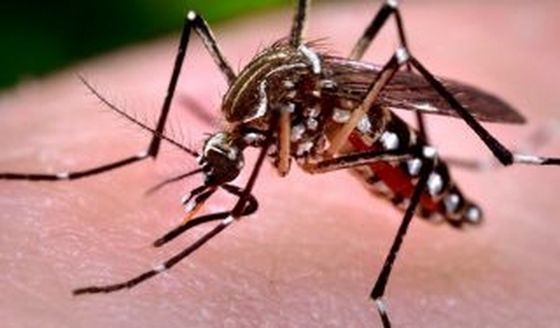 Casos de dengue crescem 85% no estado e Arapiraca apresenta situação de epidemia