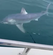 Pescadores 'batalham' durante 1 hora com tubarão de quase 250 kg