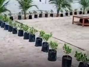 Bar bloqueia faixa de areia em Marechal Deodoro e é notificado pela prefeitura
