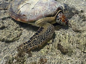 Tartaruga fica presa após maré baixa nas piscinas naturais da Ponta Verde
