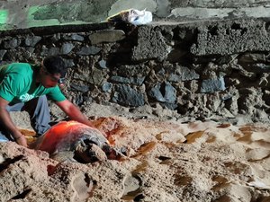 [Vídeo] Tartaruga desova na praia de Jatiúca e se assusta com aproximação de banhistas