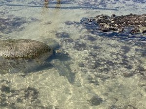 Tartaruga encalhada é encontrada na Praia da Ponta Verde