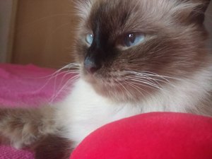 Família oferece recompensa para quem encontrar Safira, gata perdida no bairro Cavaco em Arapiraca