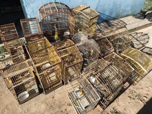 Polícia Ambiental apreende seis armas e resgata 593 animais silvestres em Alagoas