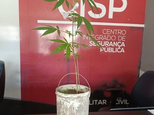 Homem é preso por cultivar maconha em residência em Messias