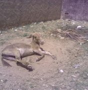Denúncia: há três dias animal sofre e Centro de Zoonoses não faz captura