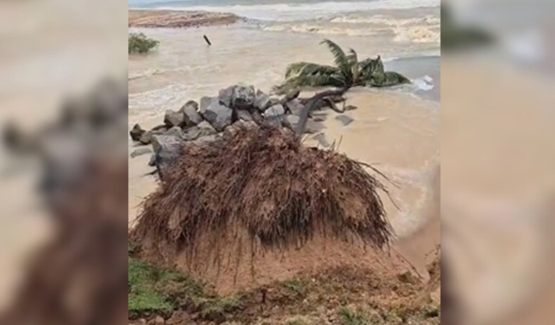 Coqueiro desaba na Praia de Jacarecica após chuvas e avanço do mar em Maceió