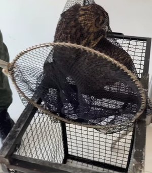 Coruja é encontrada debaixo de carro em Colônia Leopoldina e resgatada pelo Batalhão Ambiental