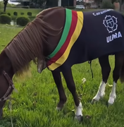 Cavalo Caramelo, símbolo das enchentes no RS, vira celebridade, faz presença VIP e tem agenda cheia dois anos depois