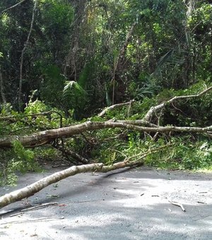 Árvore caída interrompe trânsito na rodovia AL 215