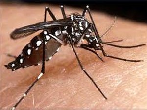 Estudo mostra que Zika chegou ao Brasil proveniente do Haiti