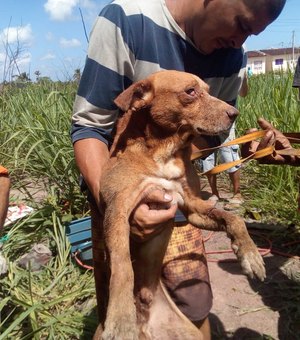 Cachorro é resgatado dentro de poço na cidade de Rio Largo