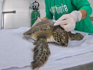 Tartaruga-verde é resgatada com nadadeira mutilidada por lixo na Praia do Francês